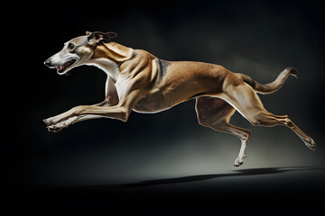 Greyhound dog jump