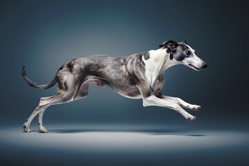 Greyhound dog jump