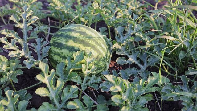 close up of watermelon growing field