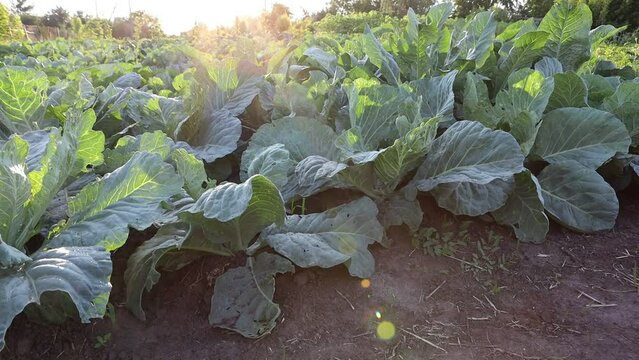 cabbage plant grow in garden