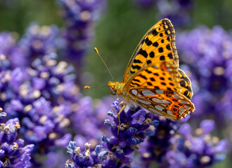 issoria lathonia butterfly on a lavender flower