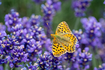 issoria lathonia butterfly on a lavender flower
