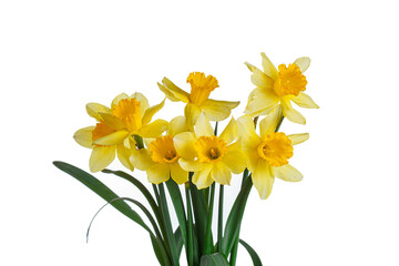 Naklejka na ściany i meble beautiful yellow flowers daffodils in a vase on a white background