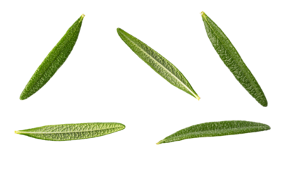Rosemary on white background
