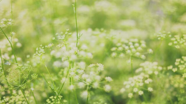 grown parsley in bloom close-up