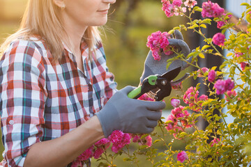 woman gardening and pruning rose bush with garden shears