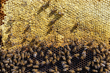 Abstract hexagon structure is honeycomb from bee hive filled