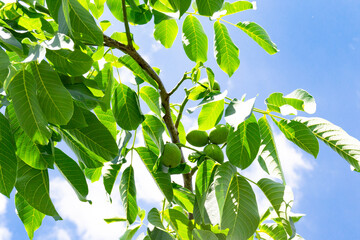 Photography on theme beautiful nut branch walnut tree