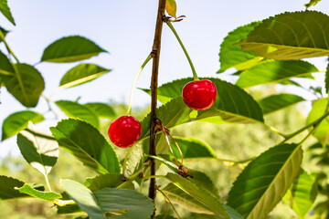 Photography on theme beautiful fruit branch cherry tree