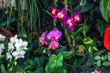 White and pink orchids flowers growing in tropical dark jungle