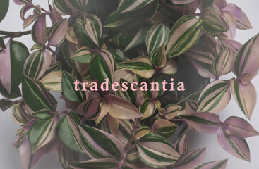 Tricolor tradescantia houseplant image.