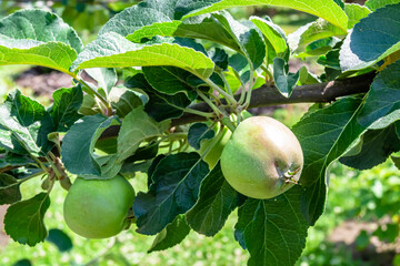 Photography on theme beautiful fruit branch apple tree