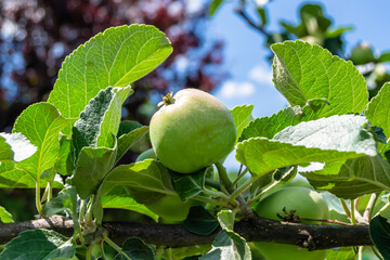 Photography on theme beautiful fruit branch apple tree