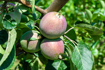 Photography on theme beautiful fruit branch apple tree