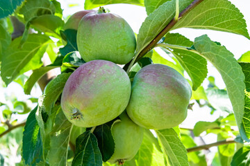 Photography on theme beautiful fruit branch apple tree