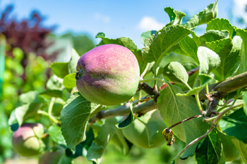 Photography on theme beautiful fruit branch apple tree