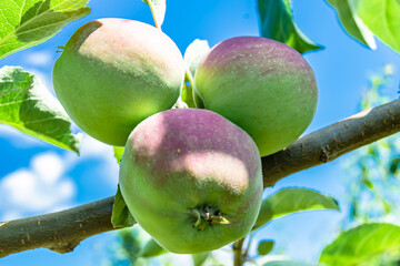 Photography on theme beautiful fruit branch apple tree