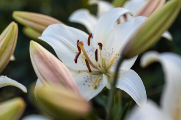 white lilies macro photography in summer day. Beauty garden lily with white petals close up garden photography.