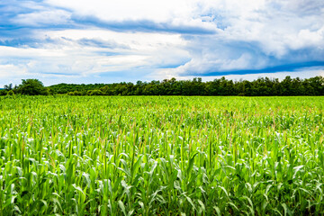 Fototapeta na wymiar Photography on theme big corn farm field for organic harvest