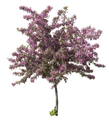 Crabapple tree blooming with pink flowers, isolated on a transparent background