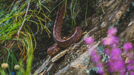Beautiful red snake on the rock 