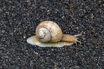 Big garden snail in shell crawling on wet road hurry home