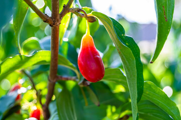 Obraz premium Photography to theme beautiful grow berry dogwood on background summer leaves