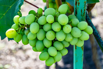 Photography on theme beautiful berry branch grape bush