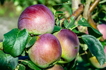 Photography on theme beautiful fruit branch apple tree