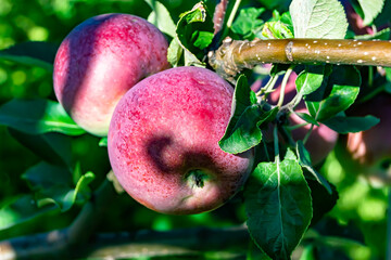 Photography on theme beautiful fruit branch apple tree