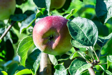 Photography on theme beautiful fruit branch apple tree