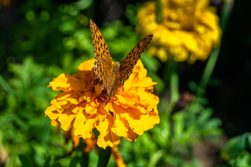 Beautiful flower butterfly monarch on background meadow