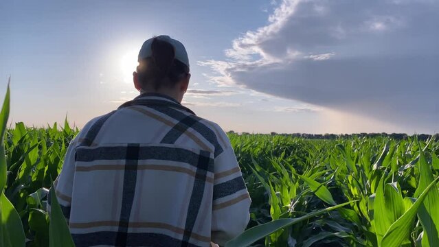 Rear view young woman farmer walks through rows of corn in agricultural field in warm summer sunset. Female agronomist inputs data using digital tablet outdoors at dramatic sky backdrop. Golden hour