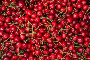 Freshly picked red fruits of ripe red cherries