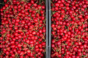 Freshly picked red fruits of ripe red cherries stacked in boxes