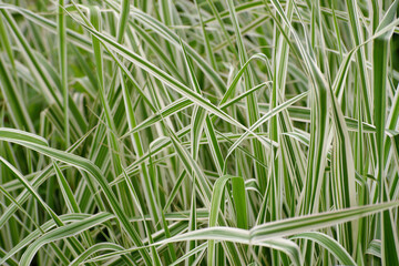 Ornamental grass albavariegatus albavariegatus in the garden.