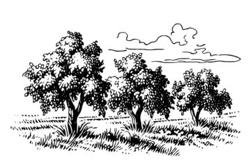 Rollo Rural landscape with trees in the field . Vintage hand drawn sketch vector illustration. © Artem