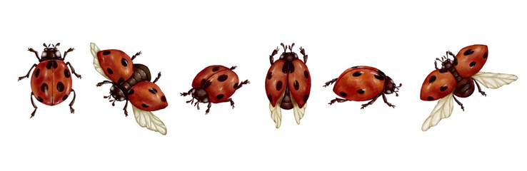 Set of watercolor insects, ladybugs.Vector graphics.