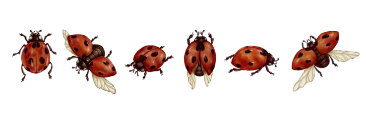 Fotobehang Set of watercolor insects, ladybugs.Vector graphics. © Екатерина Якубович