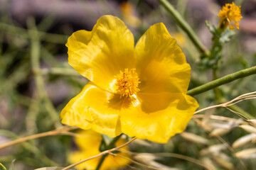 yellow flowers