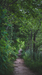 Fototapeta premium Dirt road going into the depths of the forest