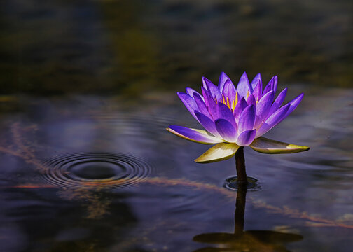 Lily in a pond