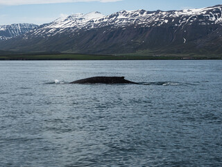 Fototapeta premium Humpback whale in Akureyri, Iceland.