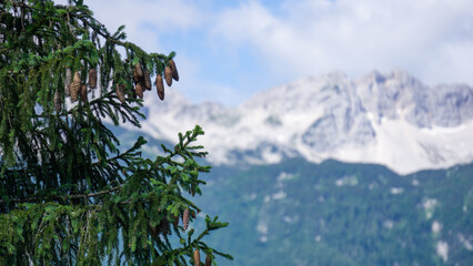 Close up of a pine with the mountains in the background in Slovenia