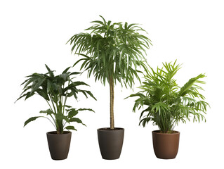 鉢植え観葉植物の美しさ（切り抜き） No.008  Beauty of potted houseplants (clipping) Generative AI