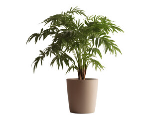 Fototapeta premium 鉢植え観葉植物の美しさ（切り抜き） No.006 Beauty of potted houseplants (clipping) Generative AI