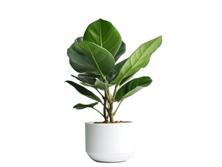 鉢植え観葉植物の美しさ（切り抜き） No.055  Beauty of potted houseplants (clipping) Generative AI