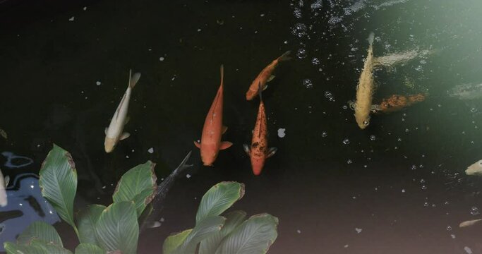 Overhead view of koi carp fish swimming in pond close to water plant, copy space, slow motion