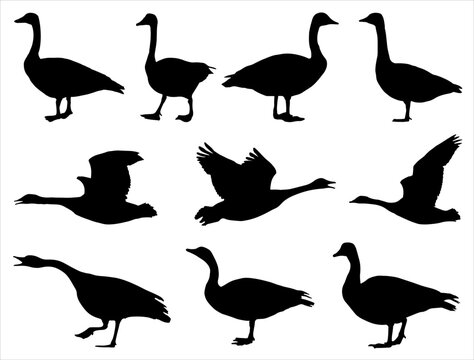 Set of Canadian Goose Silhouette