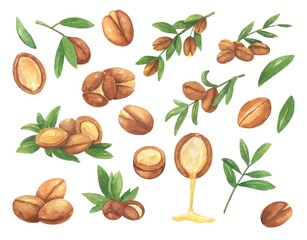 Brown argan tree nut and leaves on branch. Watercolor illustration set isolated on white background.
